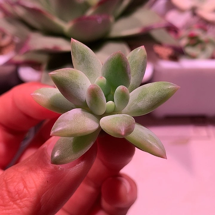 红蜻蜓锦锦锦锦锦