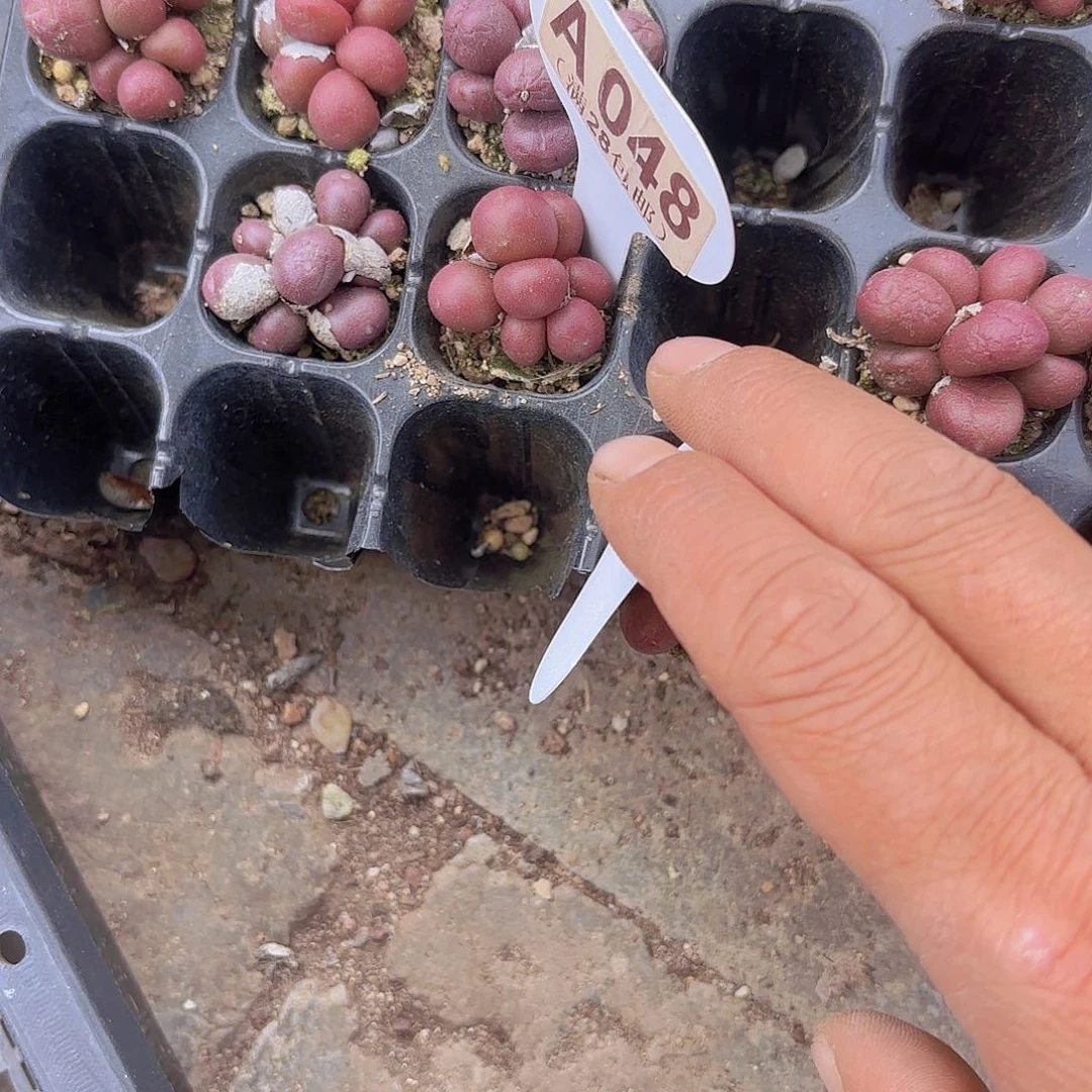 巧***_A048葡萄一物一拍