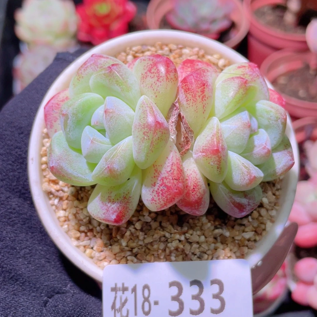 花利美18-333冰玉