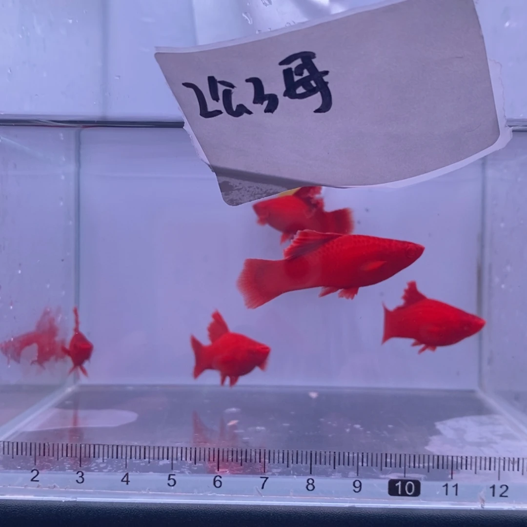 随***手红剑鱼高鳍红剑亚成2公3母