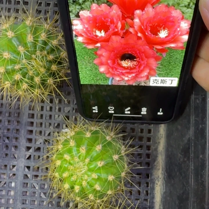 253毛克斯丁4到5公分左右无根侧牙，20包邮