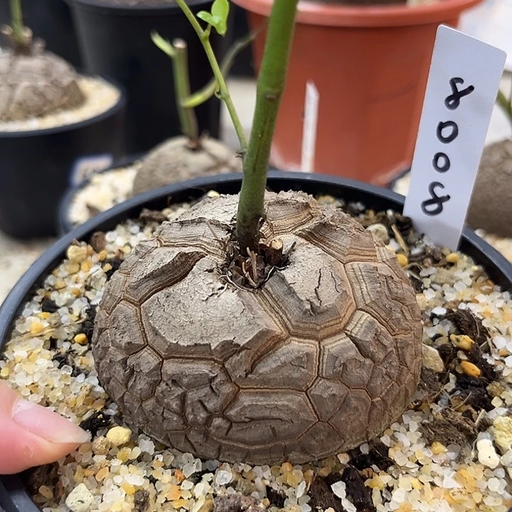 汤圆植物龟甲龙8008