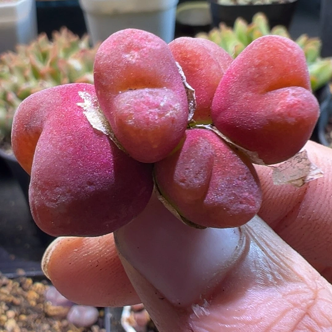 1430.5 多肉植物111111111111111
