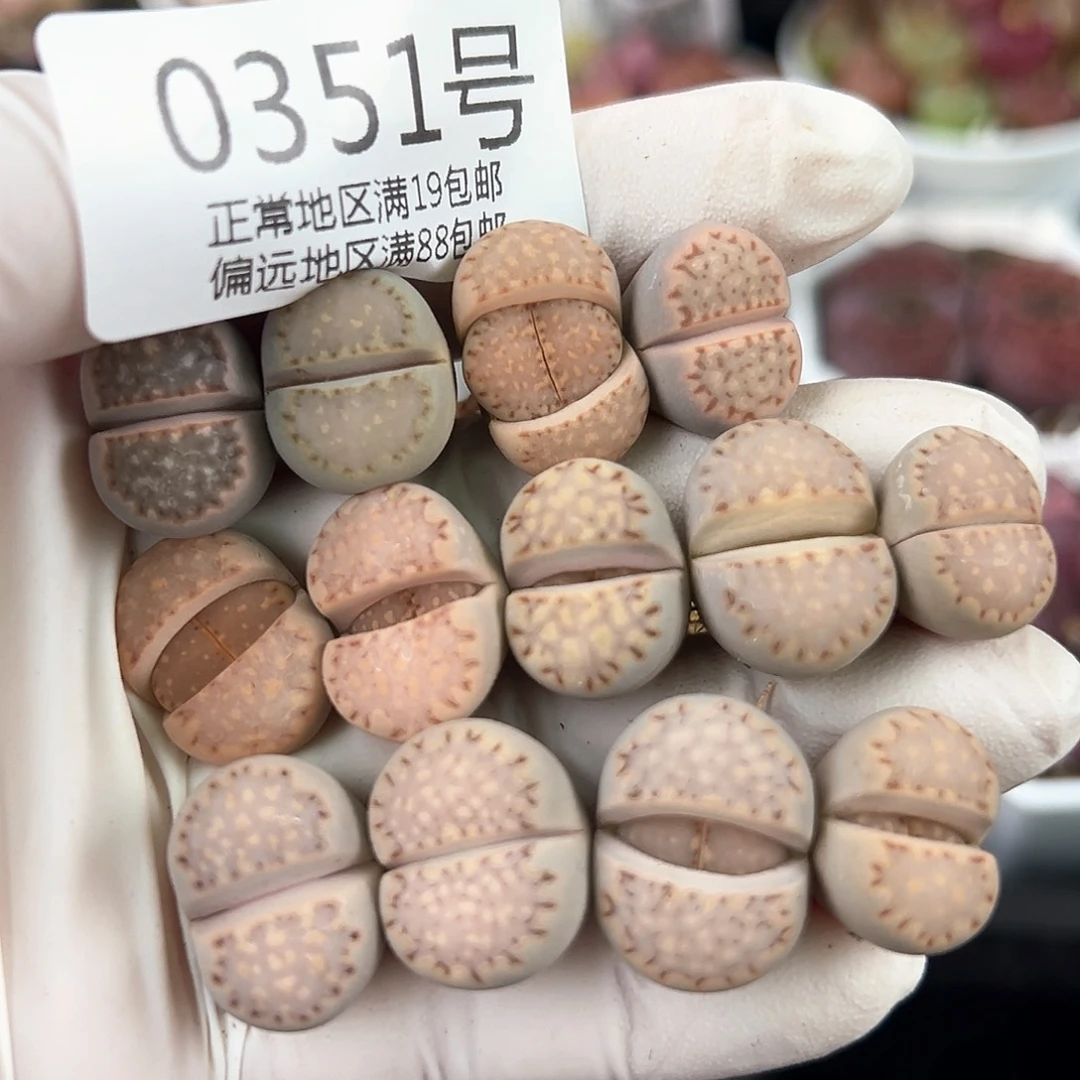 好养易活生石花大母本0351共13颗1.5cm左右