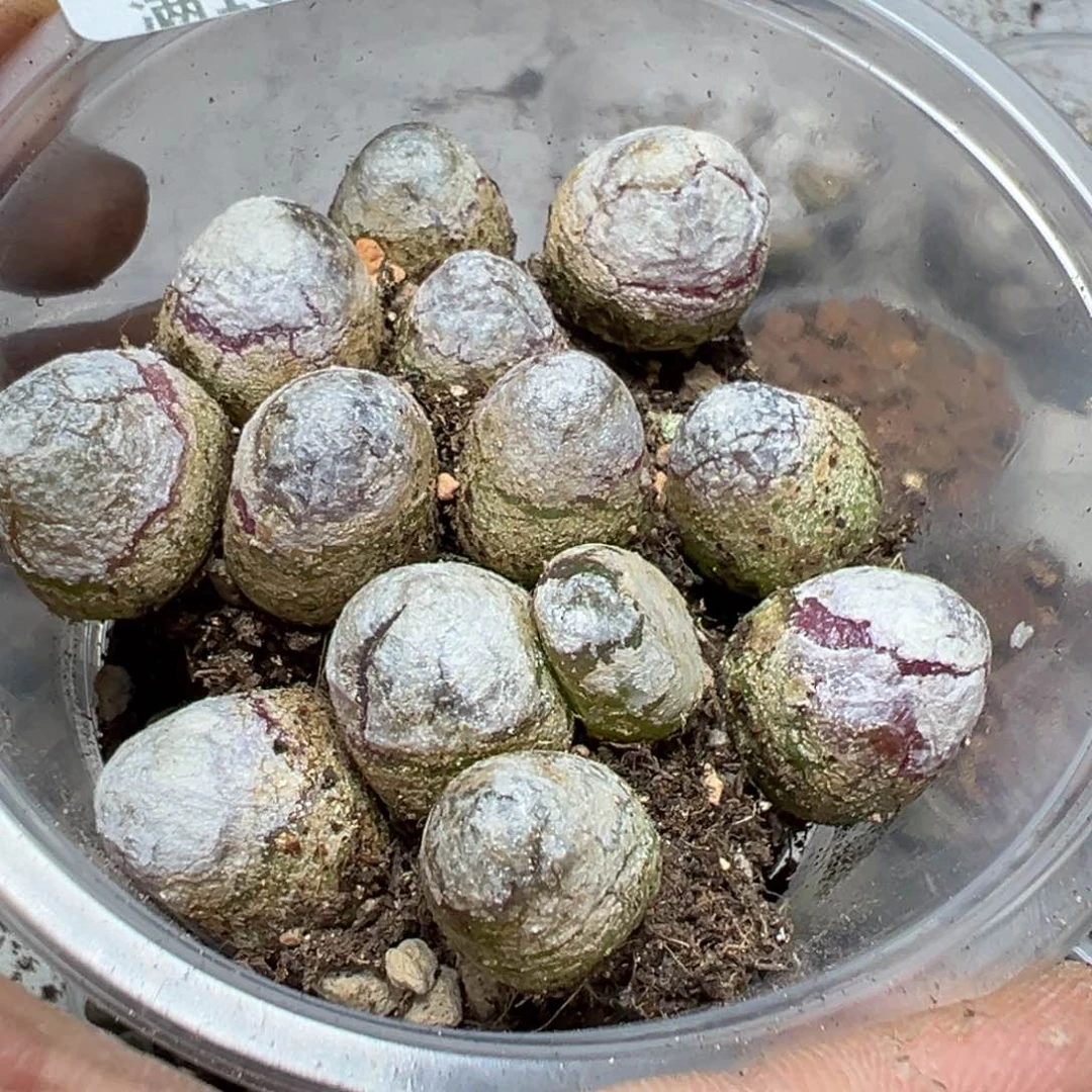 【闪购商品】 293。