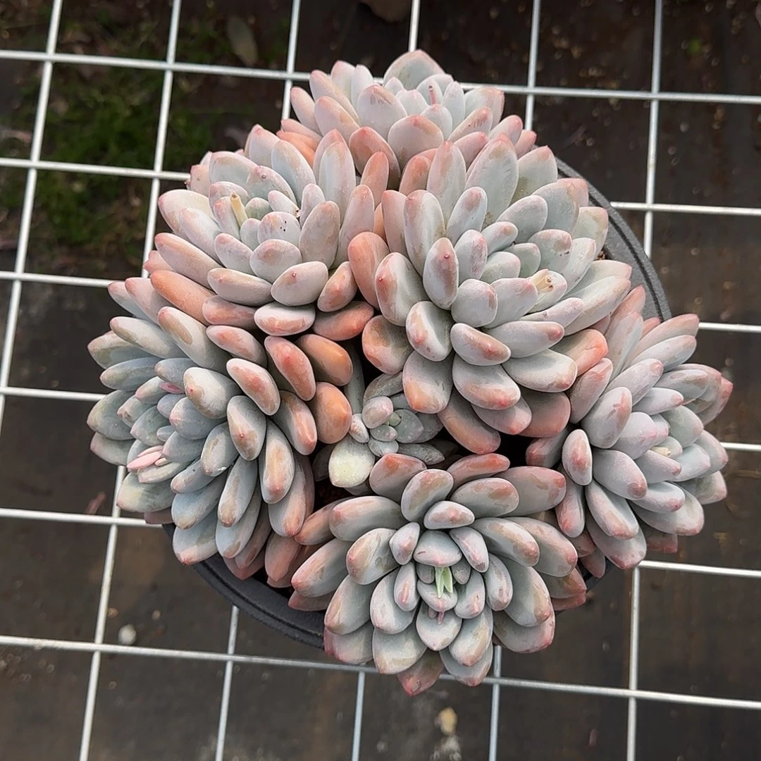 大香水多肉000000000