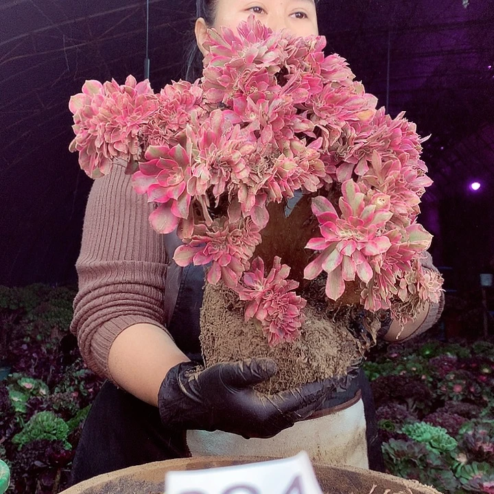 柒柒精品多肉脱土发货不包断侧枝294