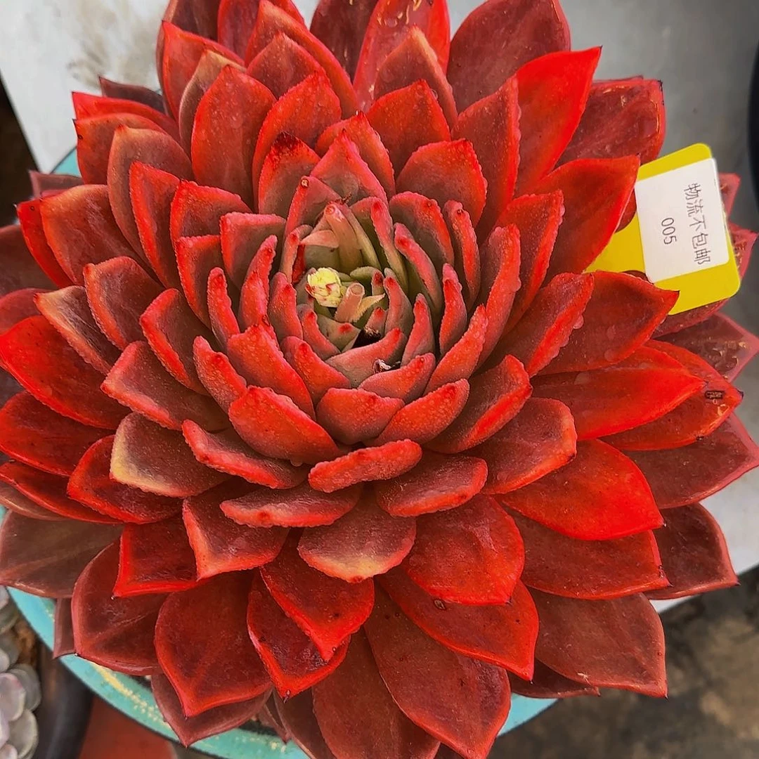 薯*吖他还不不爸爸啊