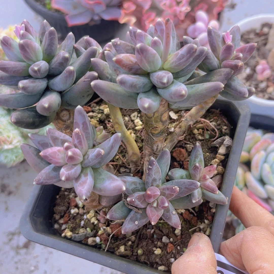 凤羽0367多肉植物