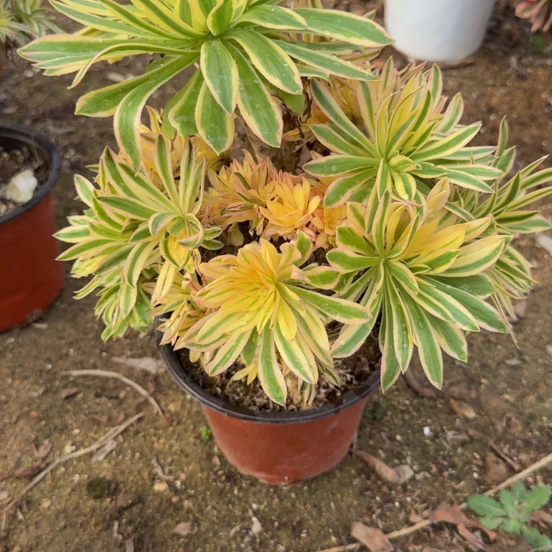 陌****385夕颜特价 多肉植物