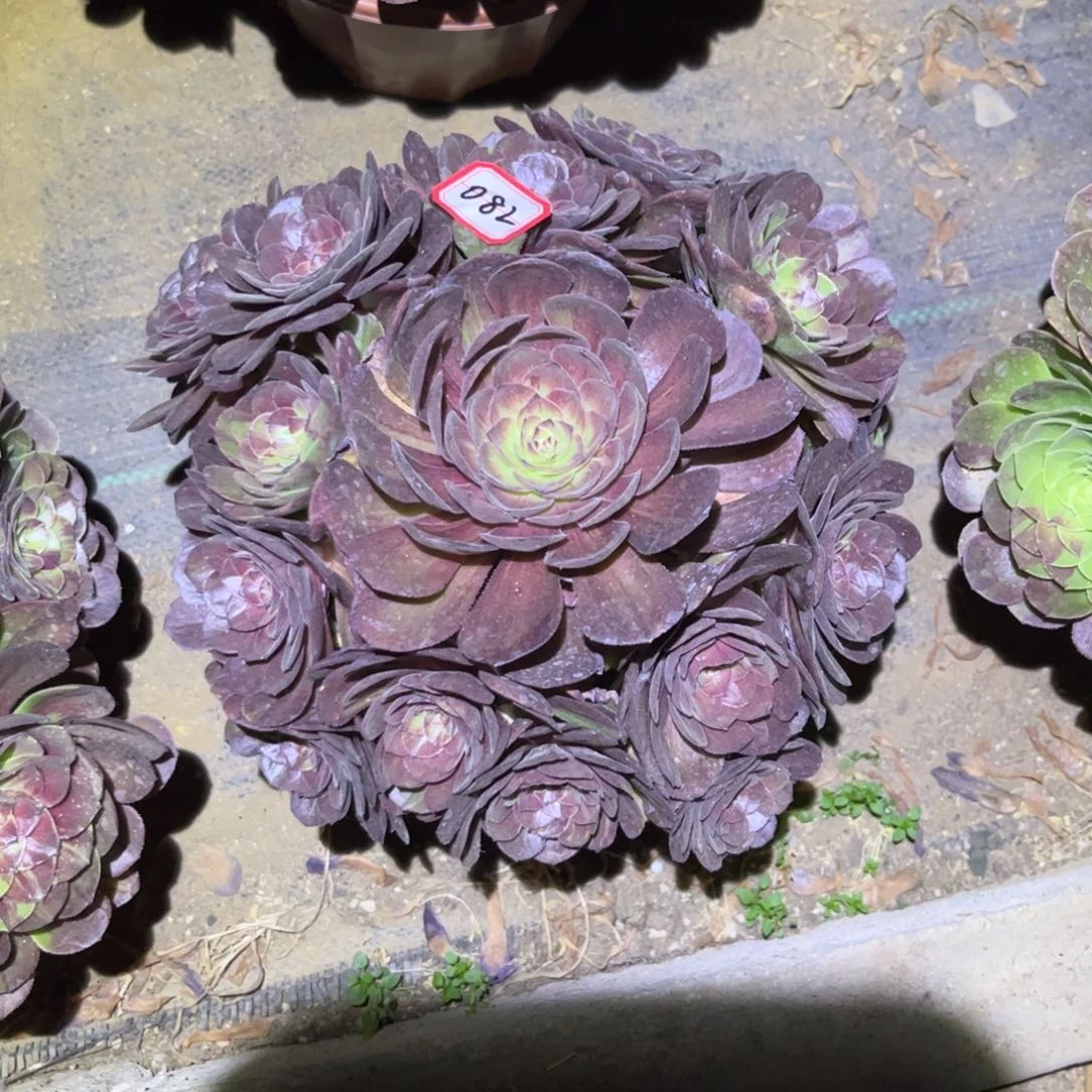 082多肉植物花月夜