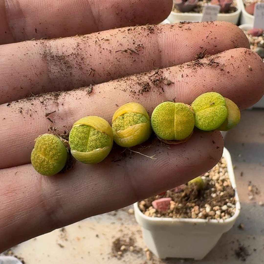 ?*.G528绿银河二代一年