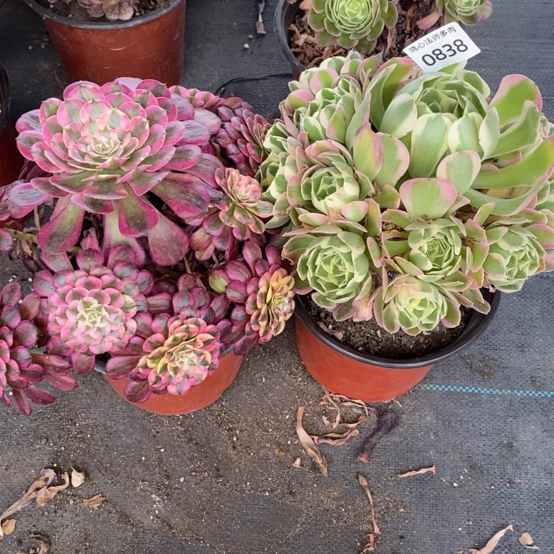0838雨花石，红铜壶超白脱土裸根发货