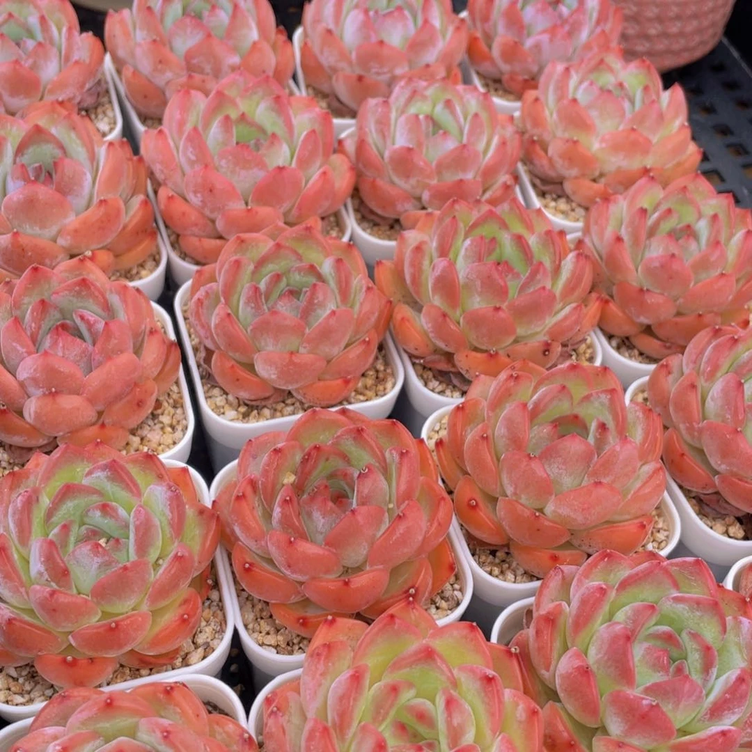 量拍8号 草莓杏仁单头一个