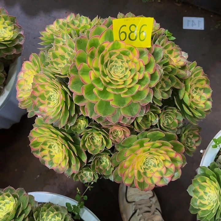 多肉植物海仙686号