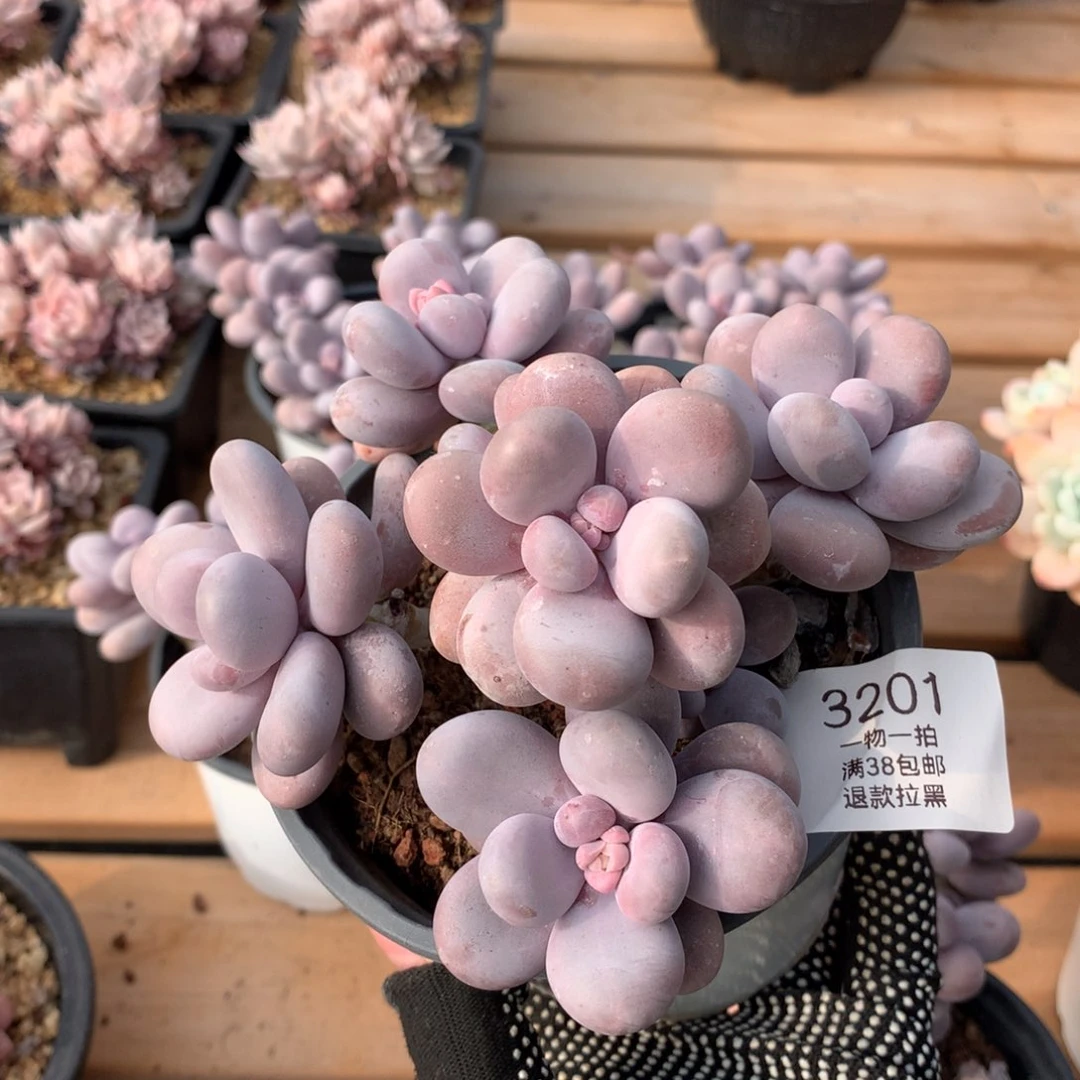 14厘米九头原始奶多肉3201