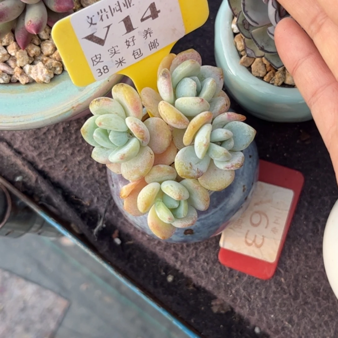 可***主多肉植物111111