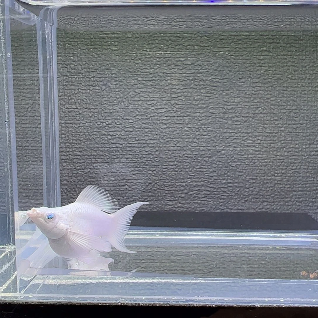 孔雀鱼瓷白玛丽球