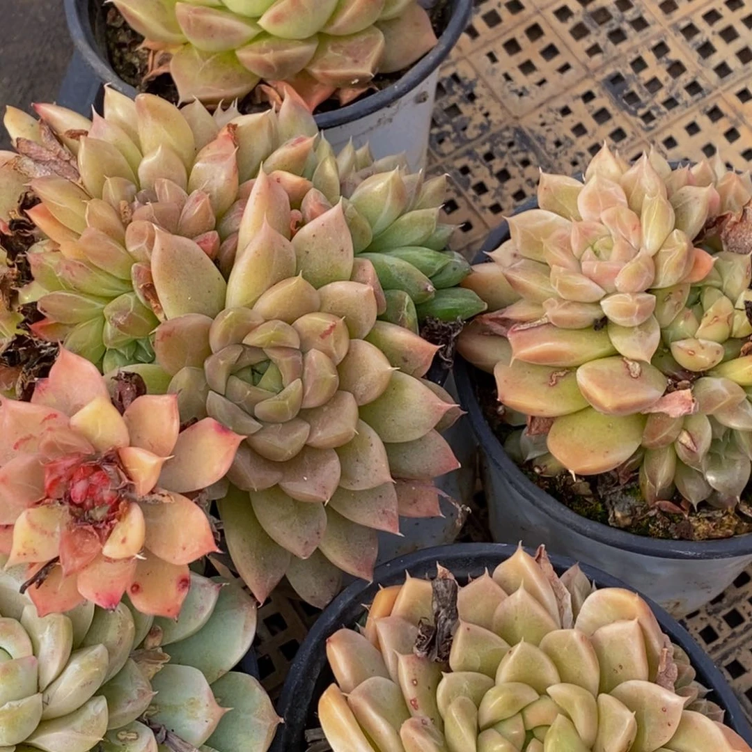 S****g592的时候我也是很喜欢你了。