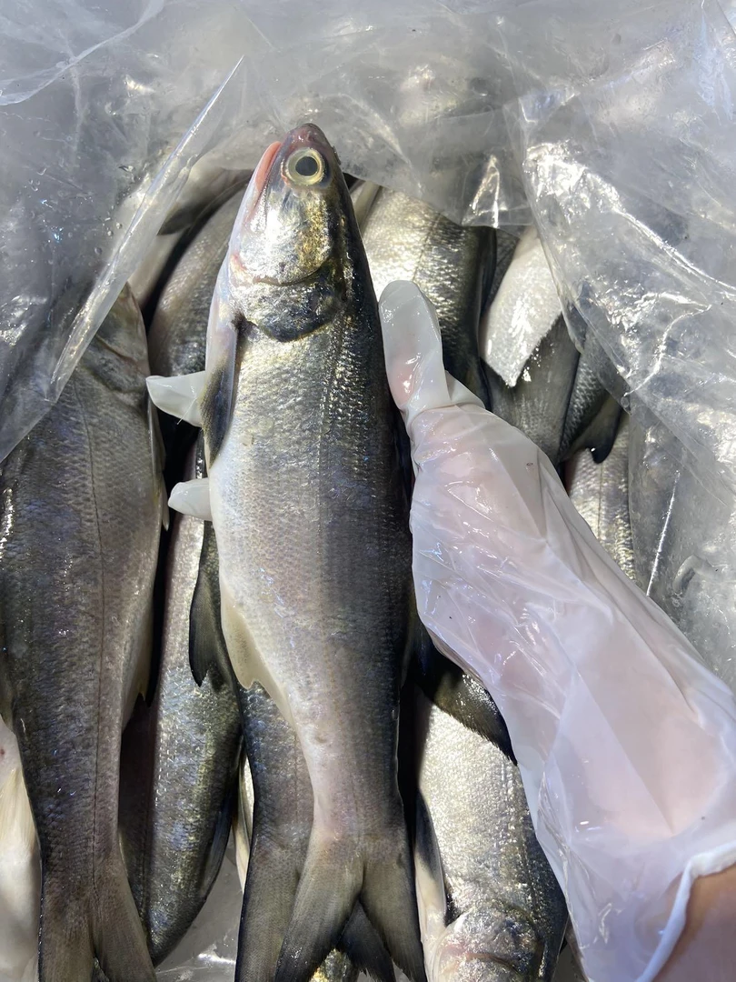 湛江本港 野生马友鱼 午鱼 章跳鱼