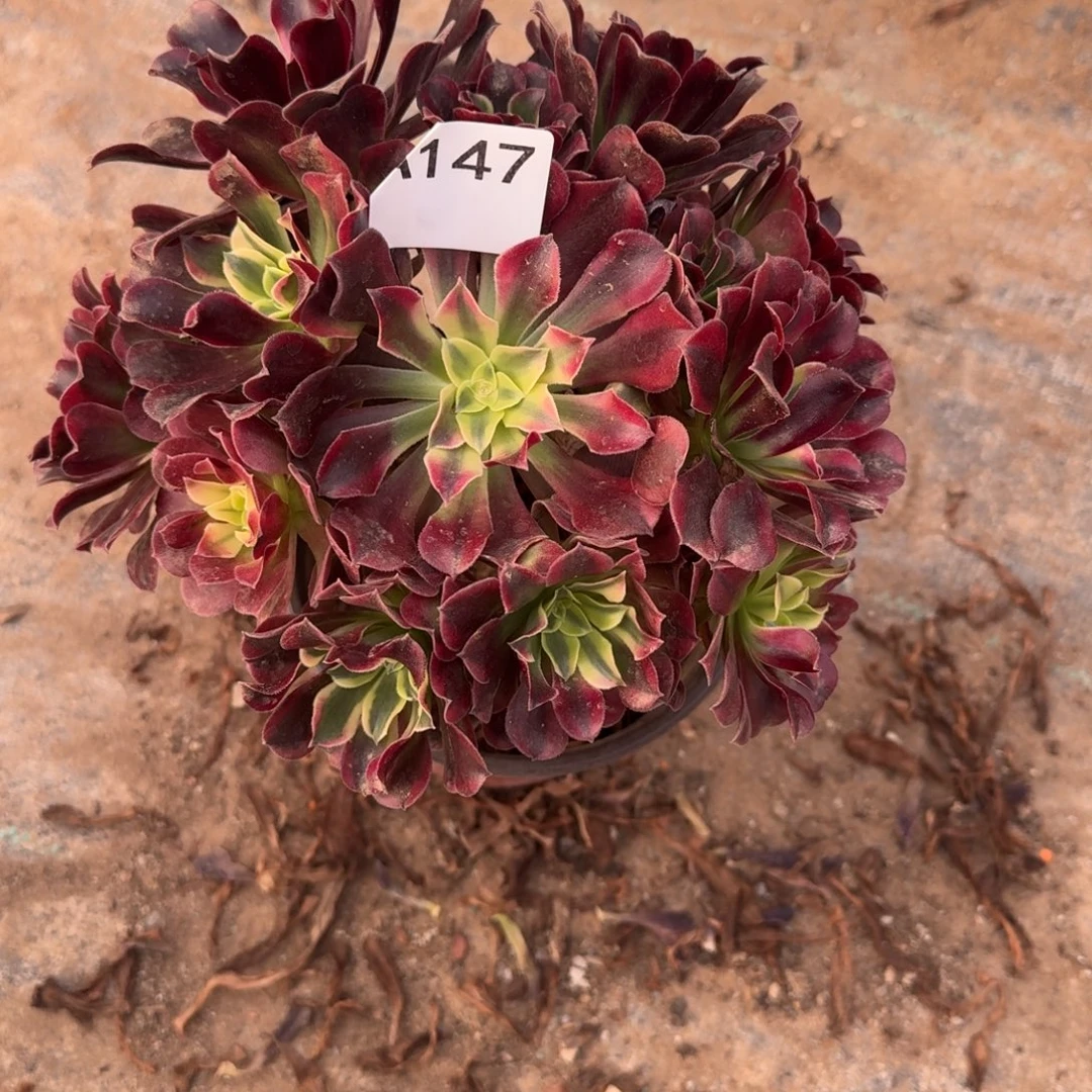 平***康美杜莎一物一拍147