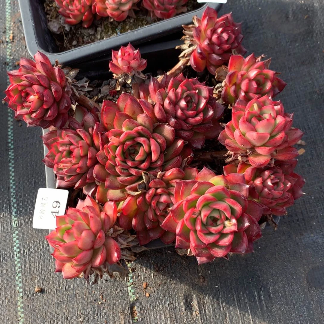 49不包掉头特价处理