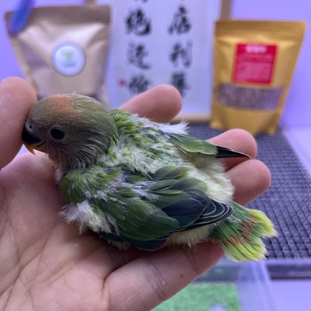 特价微咬毛红头绿闪公K98559-桃面鹦鹉