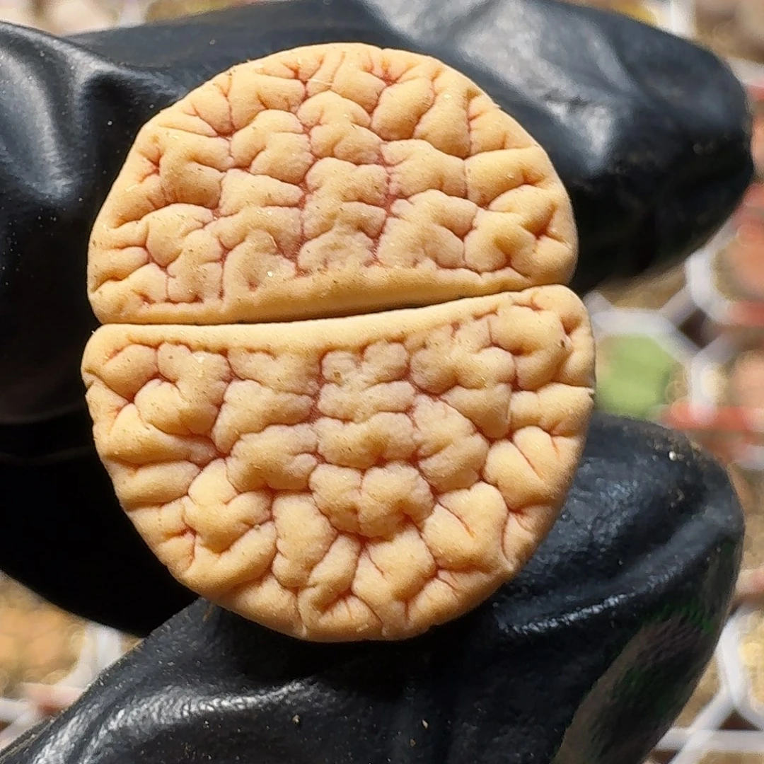 生石花等111111。  用户宝。   203