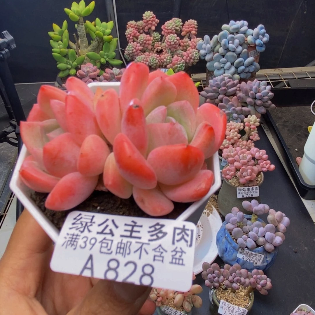 828冰冰多肉6c m