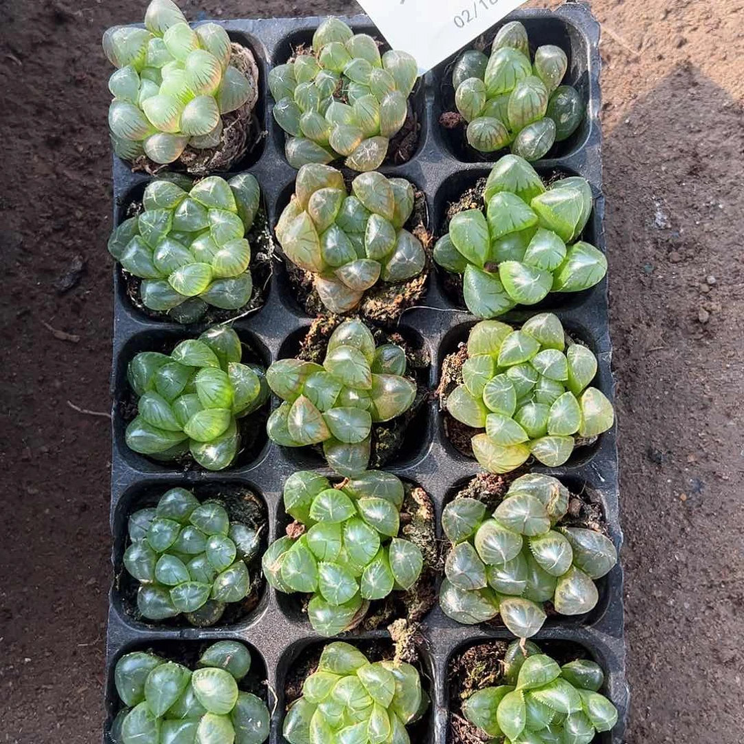 直播福利一物一拍72