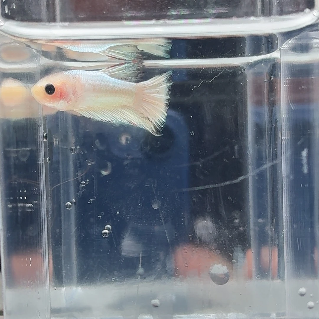 斗鱼泰国斗鱼直播79