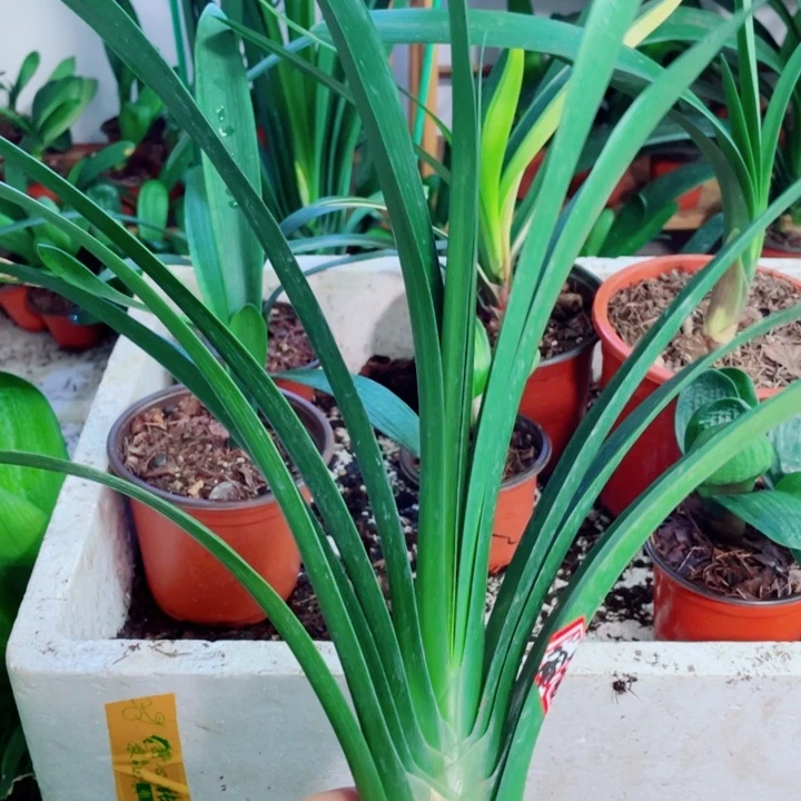 完全开放君子兰开花好看