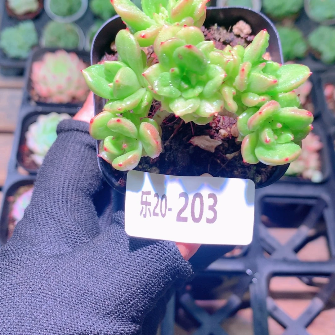 乐然20-203 苹果花