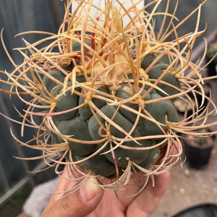 得**鱼高木绯冠龙已挖木心无根