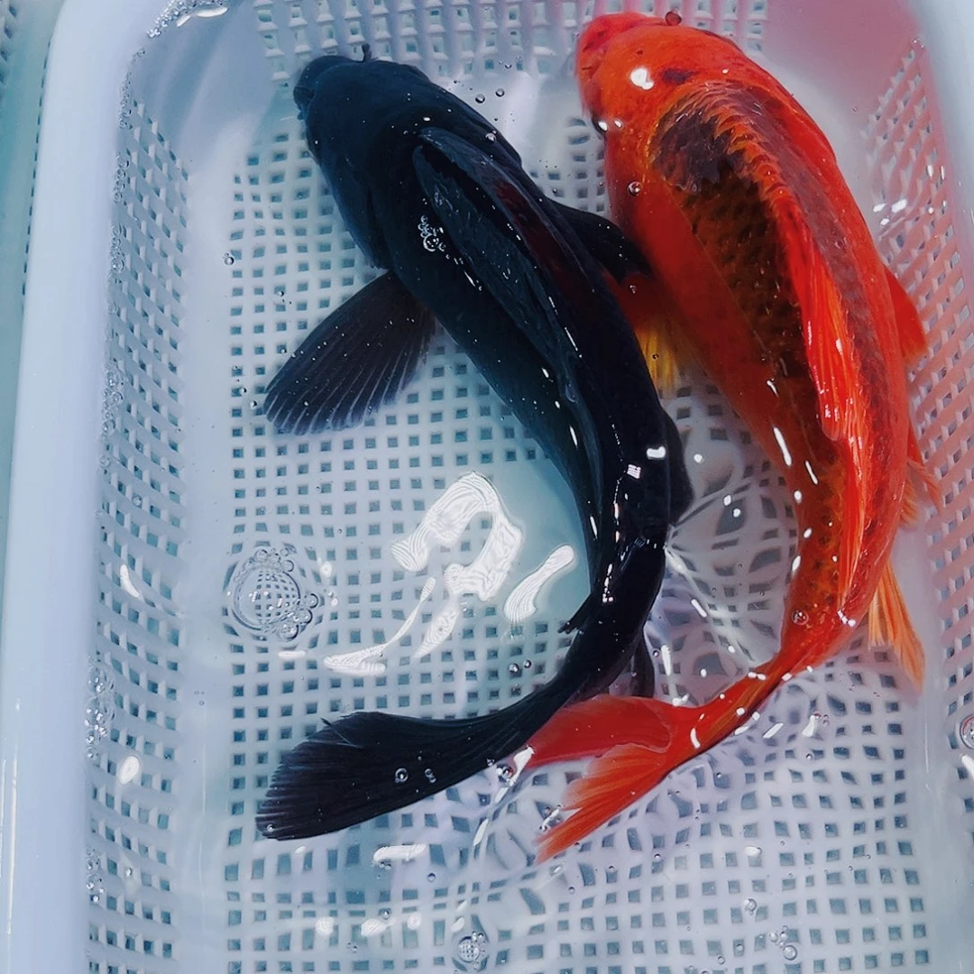 锦鲤锦鲤冷水鱼观赏鱼