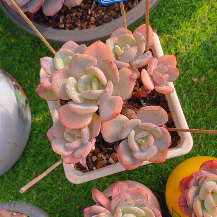 谢谢你的支持0000000130