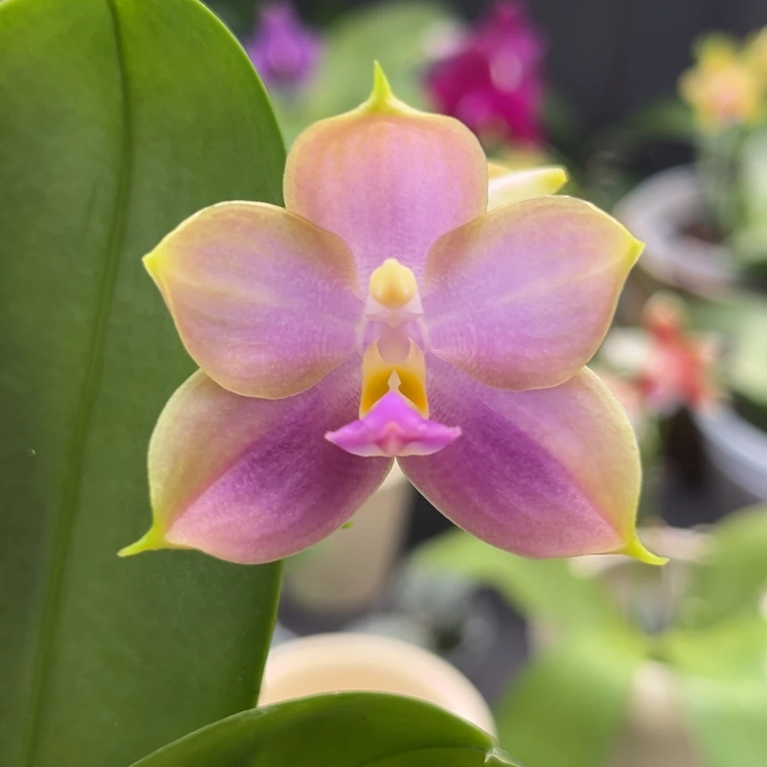 完全开放2.5寸yc208开花株