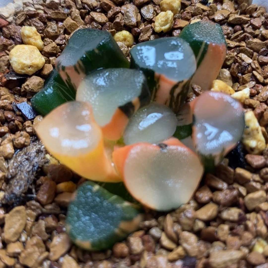 34空门万象锦一物一拍