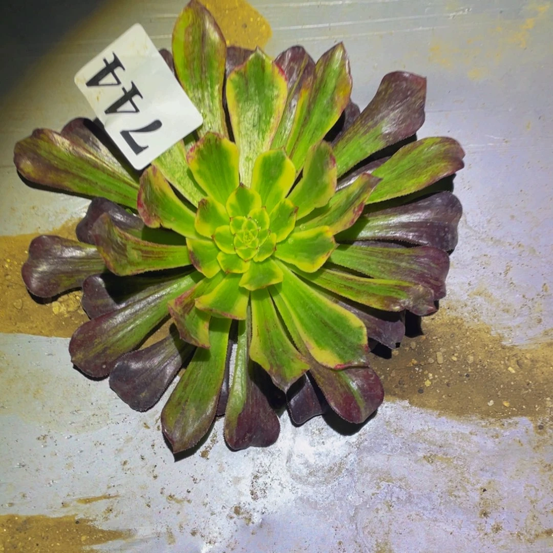 舞天姬拉丝多肉植物744