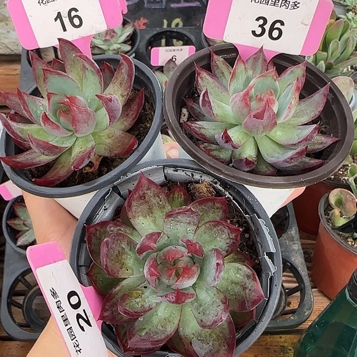 16、36、20 惊鸿仙子多肉植物