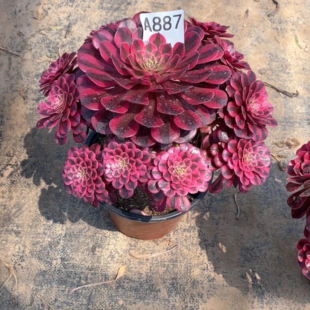 美***牙嫩桩黑铜白887多肉法师植物