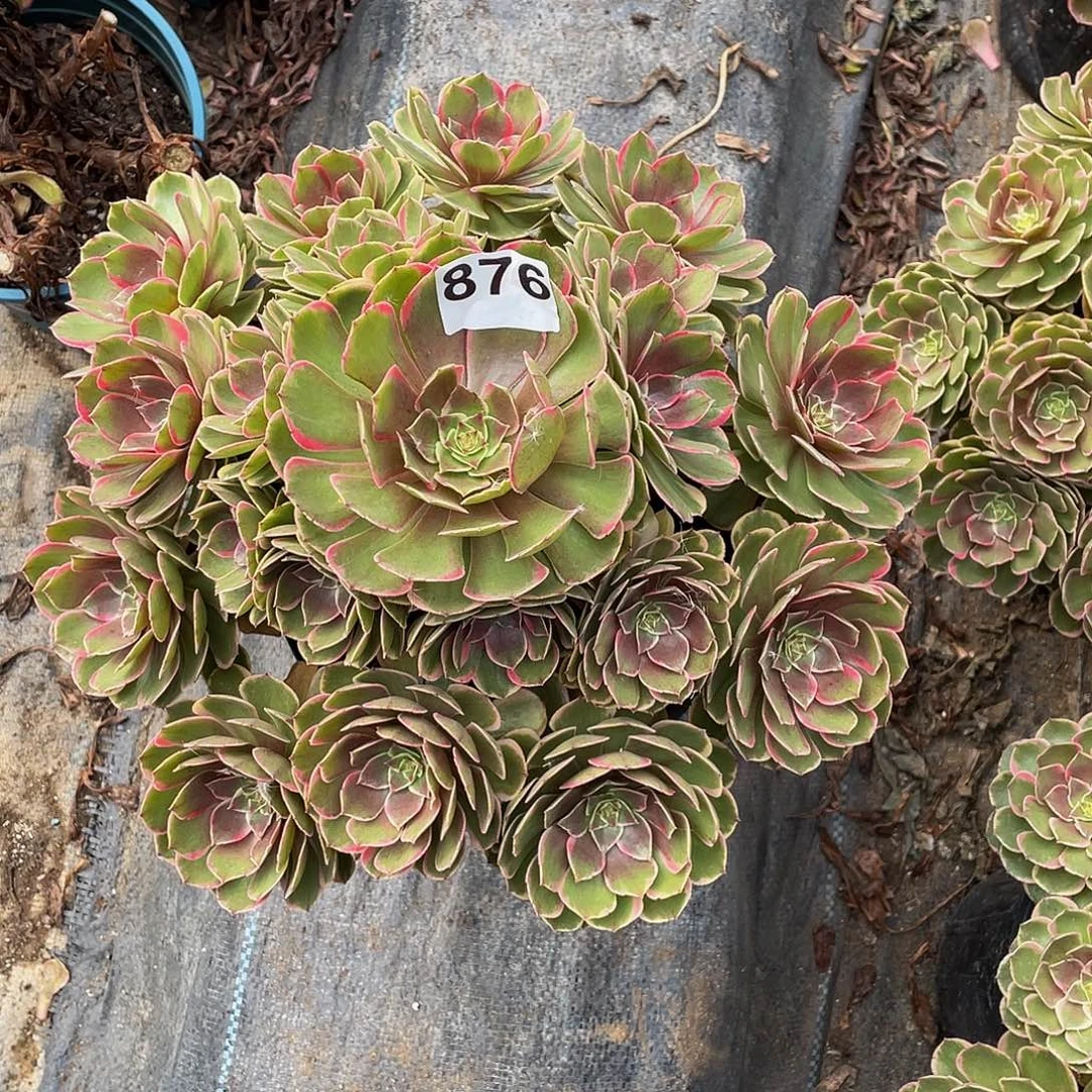 多肉法师876号粉花妖发货不包损