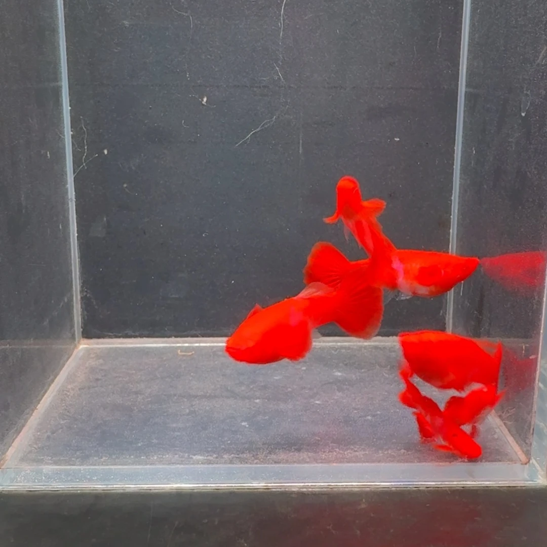 孔雀鱼通背包肚3对赠送一条母