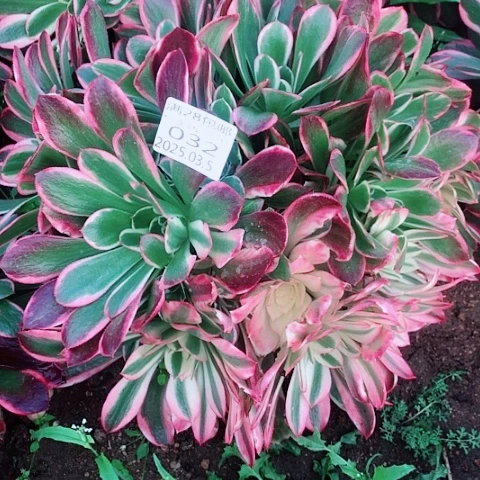 五**开3.5-32皇后多肉植物