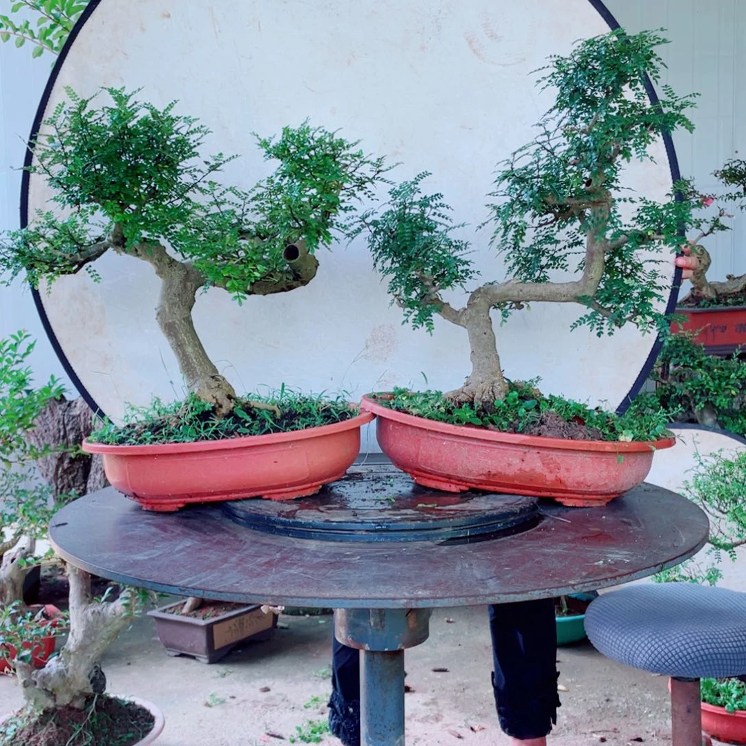 无花朵胡椒木胡椒木胡椒木