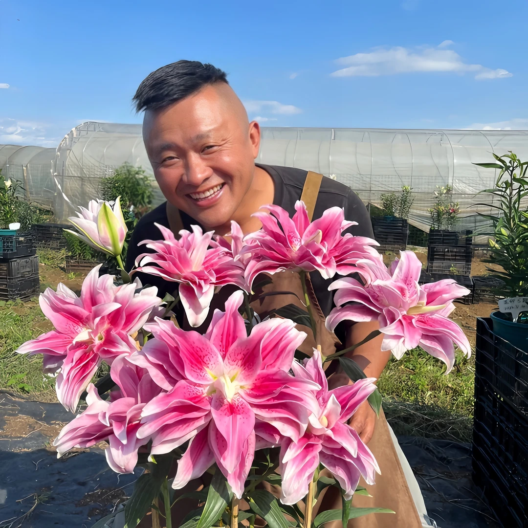 2号店丰哥大球《伊莎贝拉20/22》一颗进口重瓣香水百合庭院阳台好养