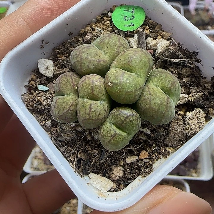 杂交6头多肉带盆731