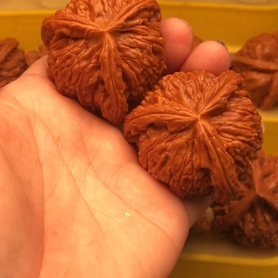 厉***亮核桃核桃核桃核桃