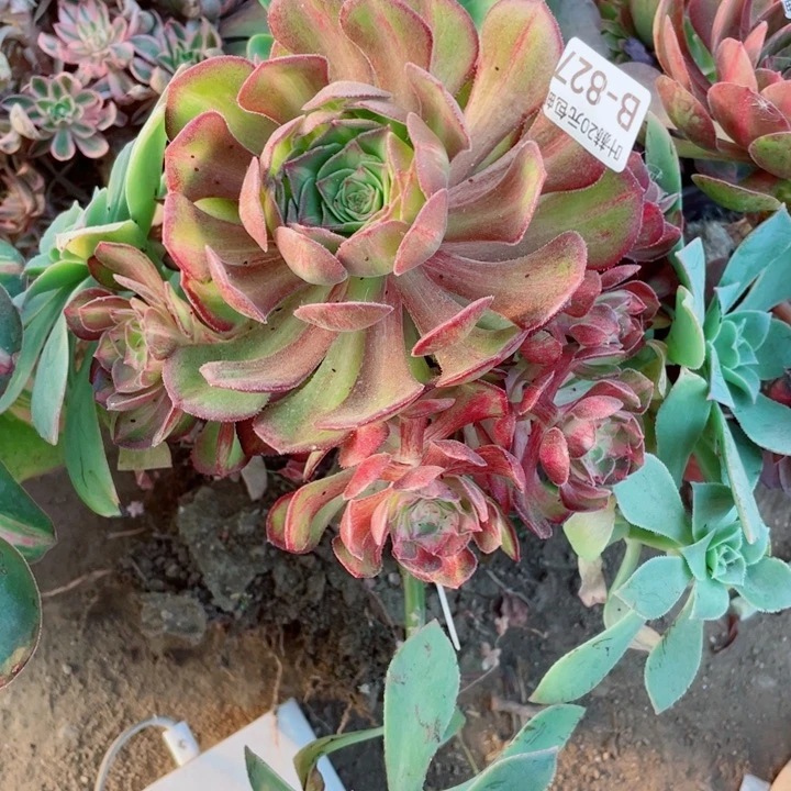 倒*海827龙鳞嫁接多肉1，12345678