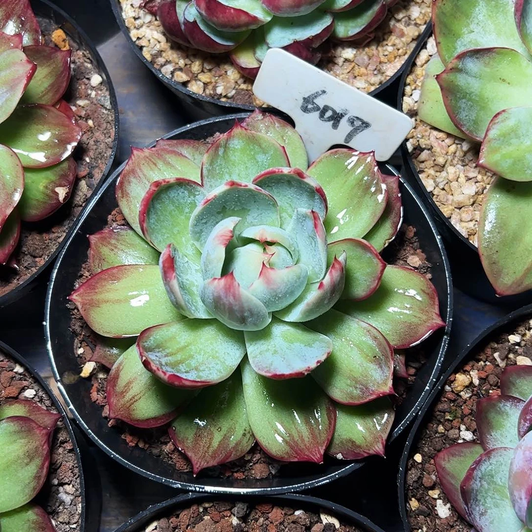 惊鸿仙子福利6019号